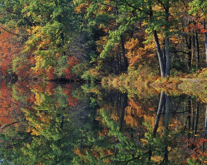 Autumn Trees Reflected in Water — Green, Serene