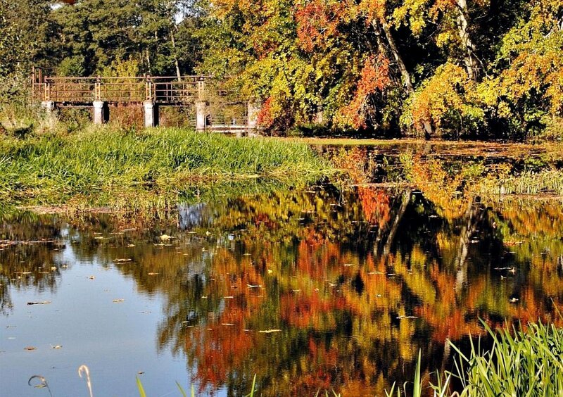 Autumn Trees Reflected in Water — Green