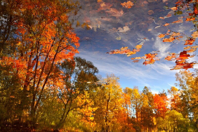 Autumn Trees Reflected in Water — Orange