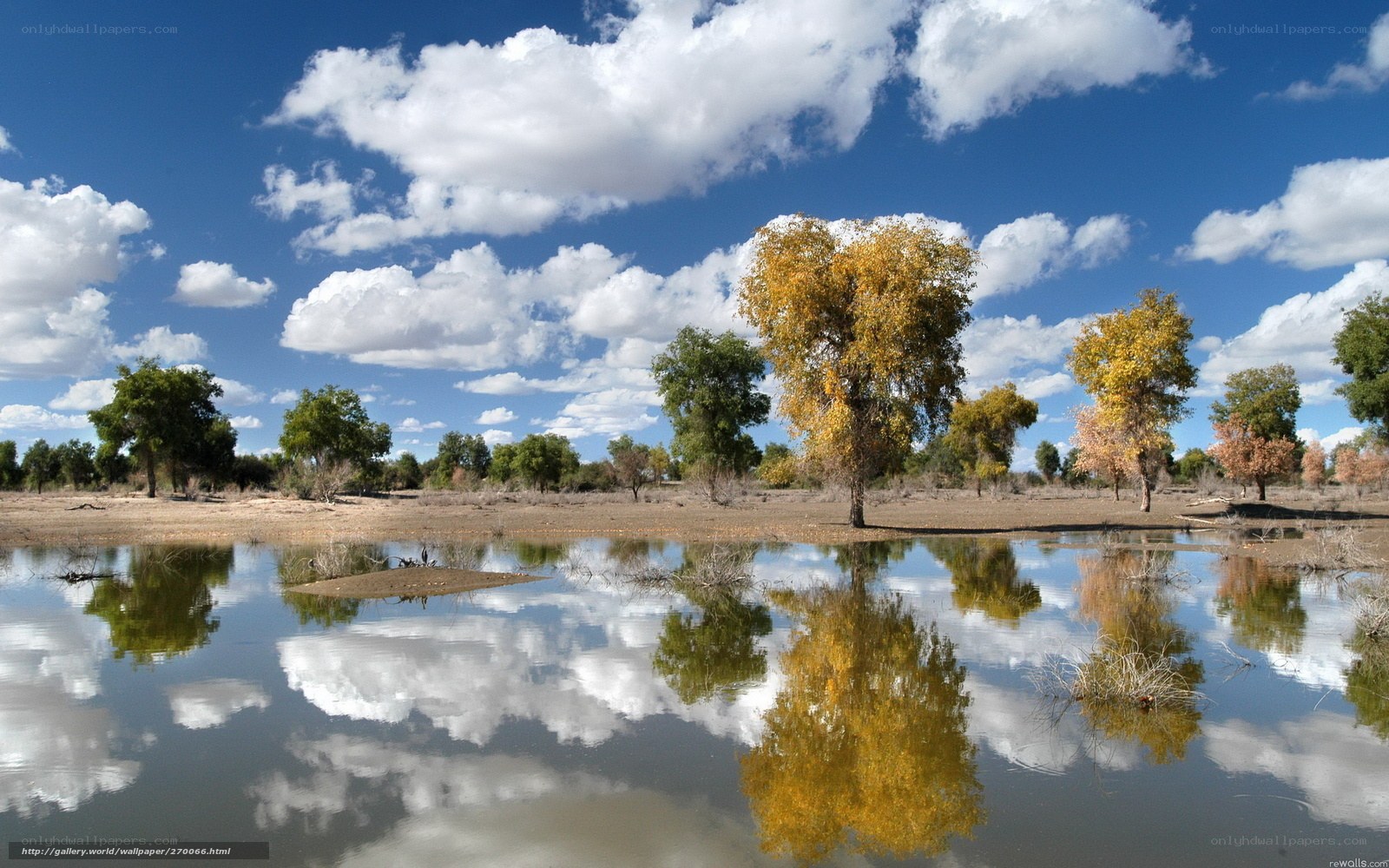 Autumn trees reflected in water