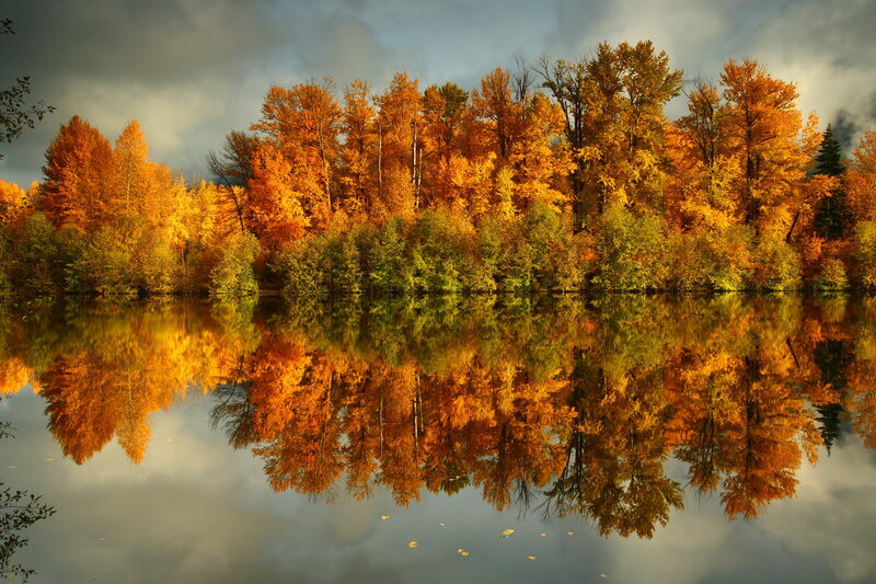 Autumn Trees Reflected — Orange, Serene