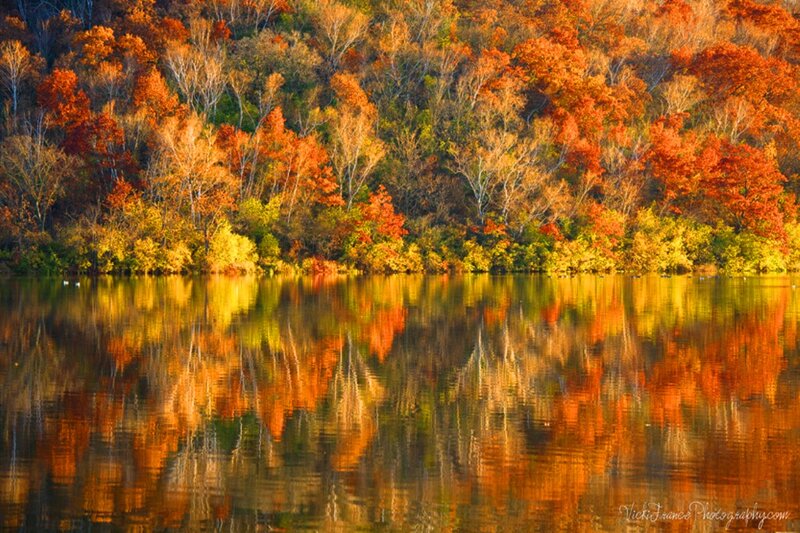 Autumn Trees Reflected — Orange