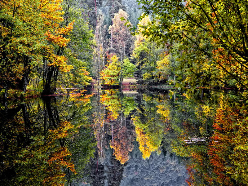 Autumn Trees Reflecting in Lake — Green, Serene