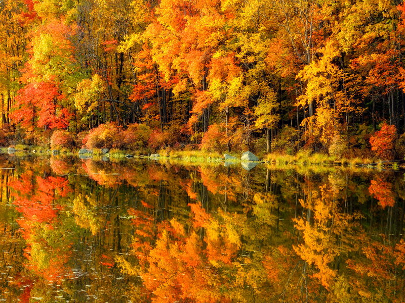 Autumn Trees Reflecting in Lake — Orange, Serene, Photograph, Rocks