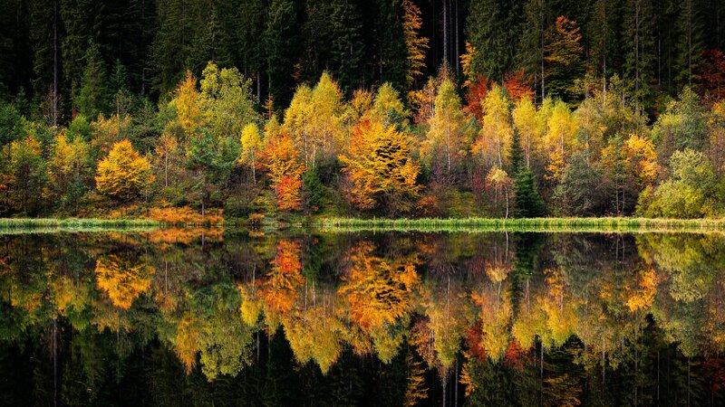 Autumn Trees Reflecting in Lake — Yellow, Serene, Photograph, Forest