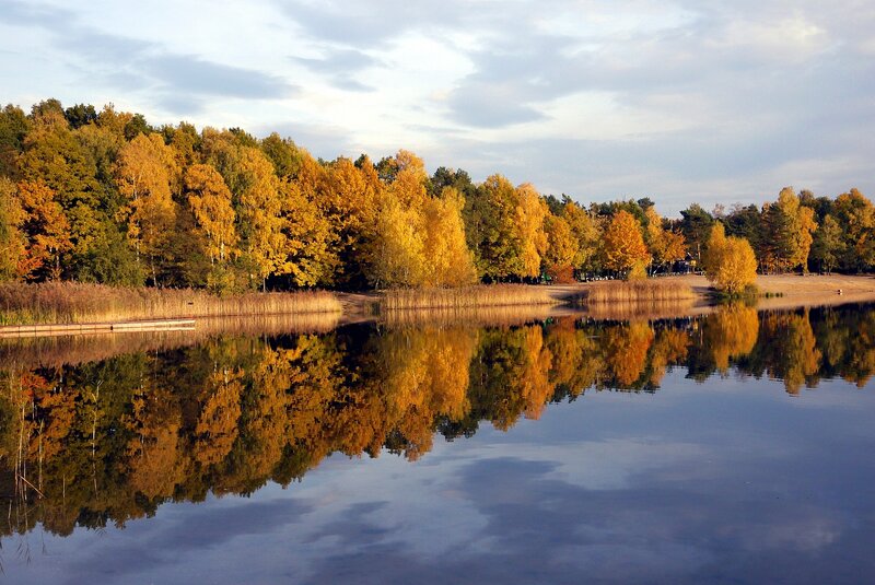 Autumn Trees Reflecting in Lake — Yellow, Serene