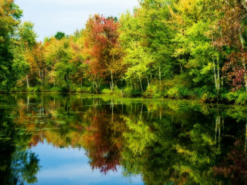 Autumn Trees Reflecting in Pond — Green
