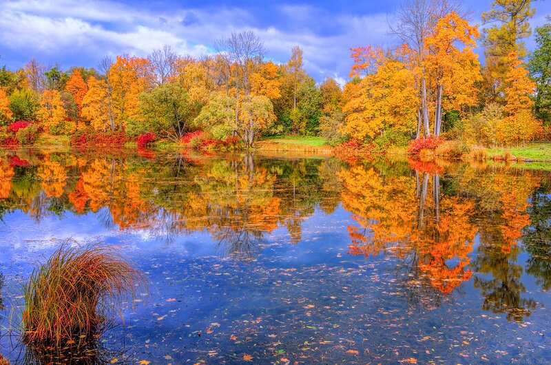 Autumn Trees Reflecting in Pond — Orange, Serene