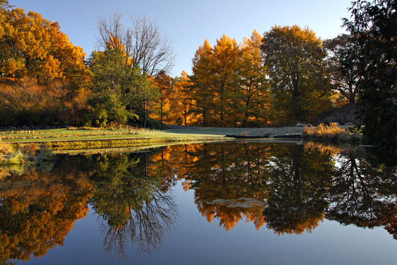 Autumn Trees Reflecting in Pond