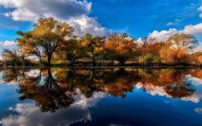 Autumn Trees Reflecting in Water