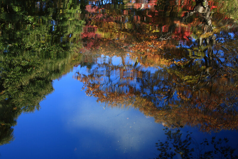 Autumn Trees Reflection