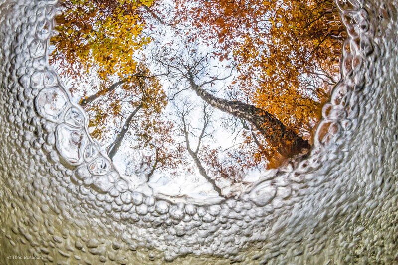 Autumn Trees Through Glass