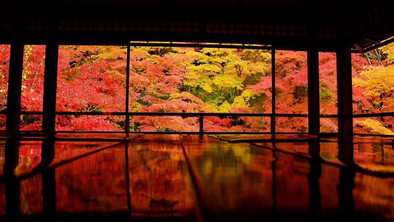 Autumn Trees Through Window