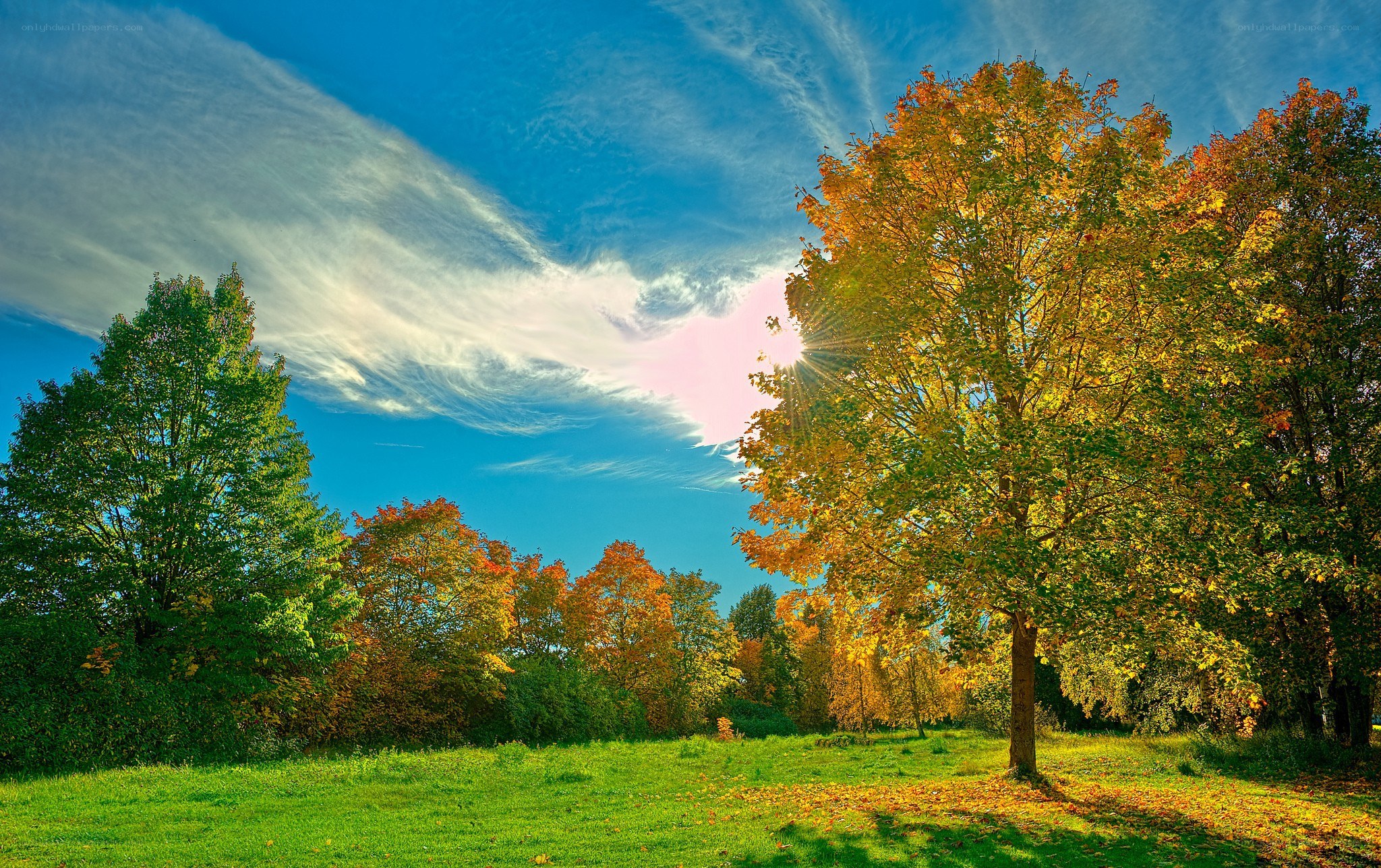 Autumn trees under a blue sky
