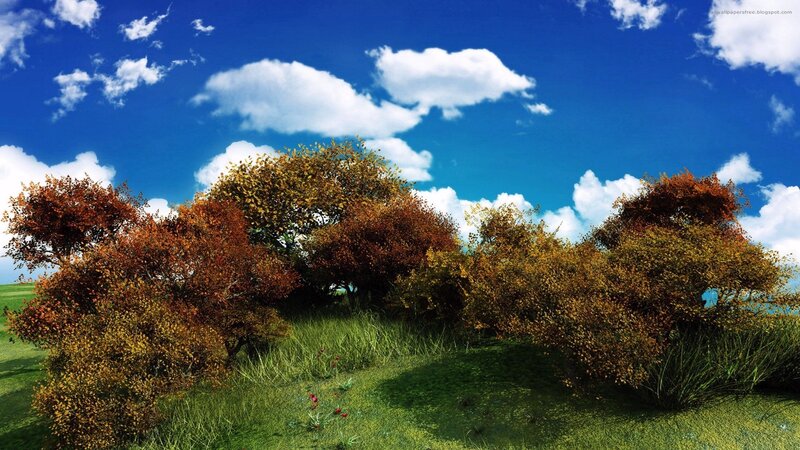 Autumn trees under blue sky