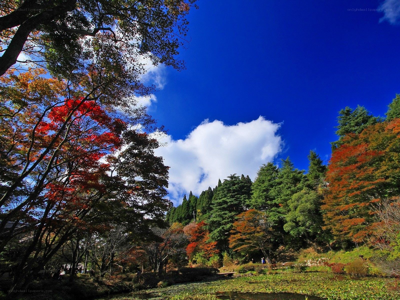 Autumn trees under blue sky