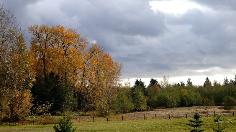 Autumn trees under cloudy sky