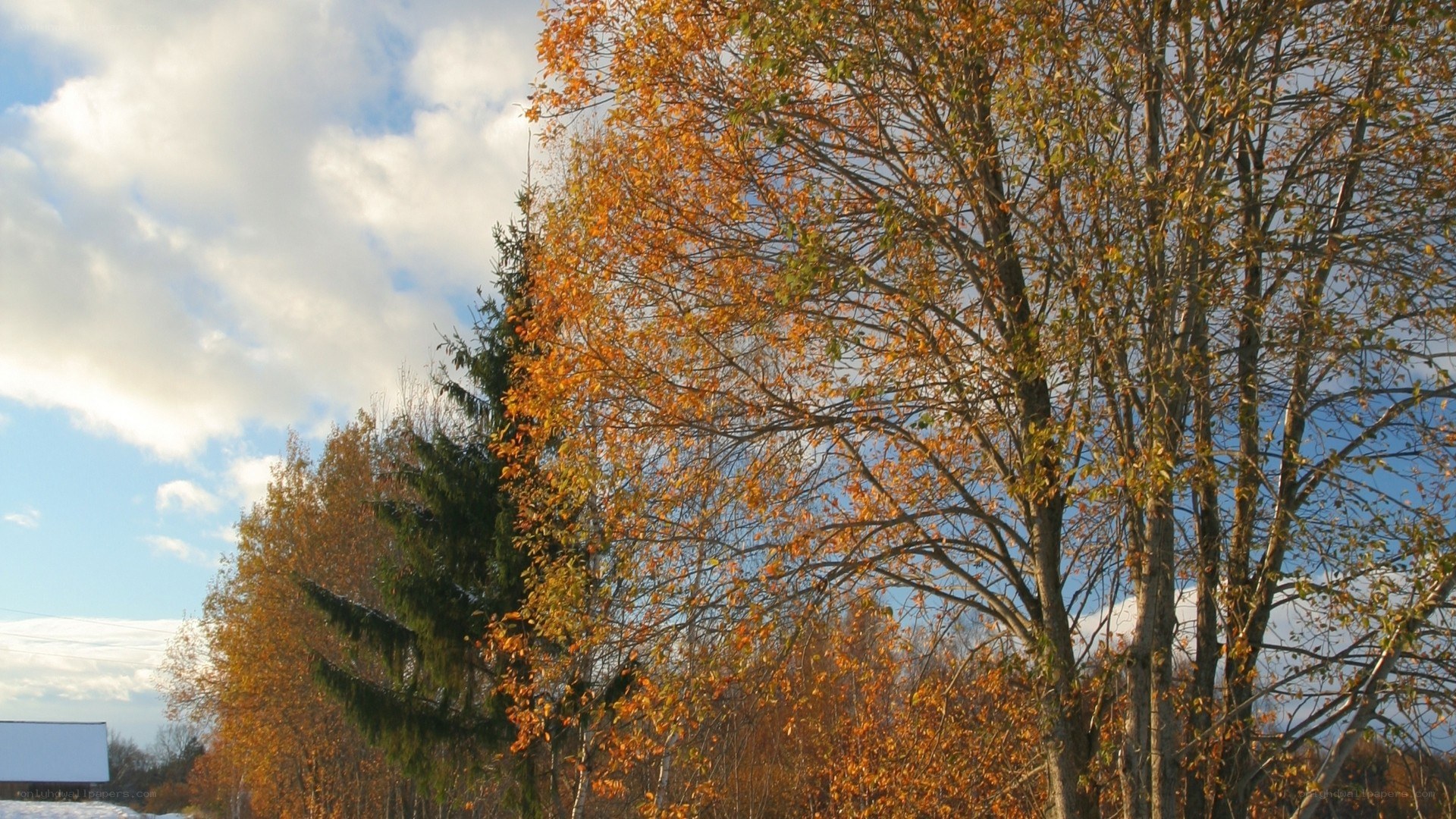 Autumn trees under cloudy sky