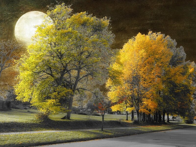 Autumn Trees under Moon