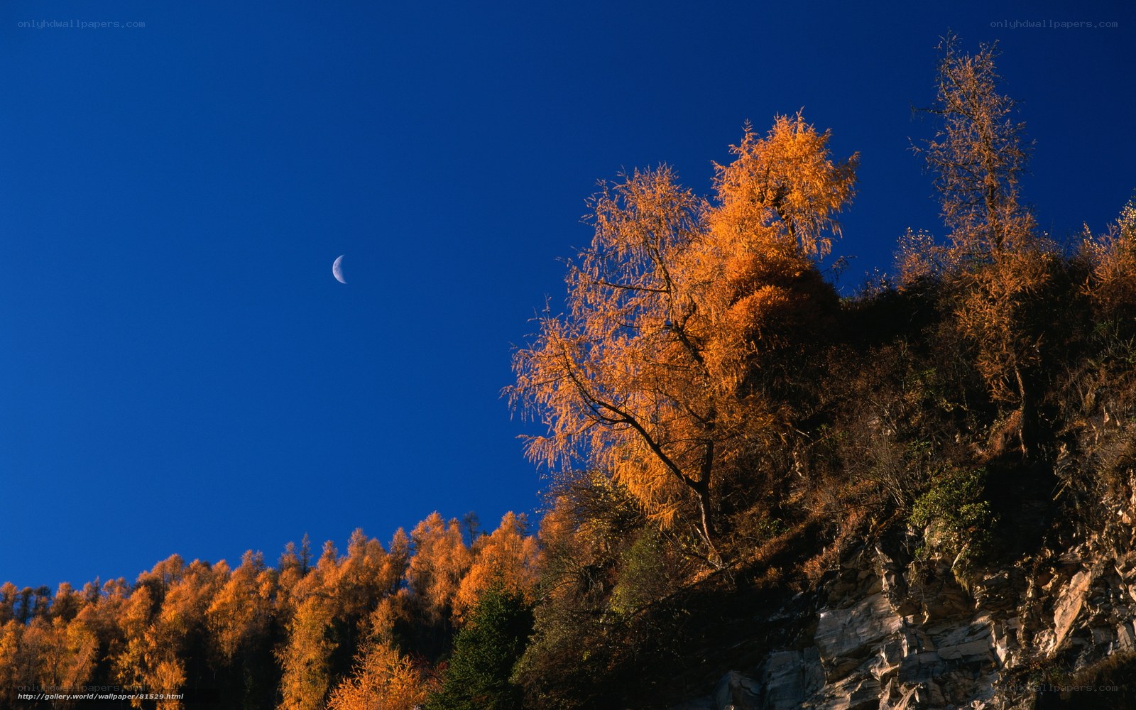 Autumn trees under moonlit sky