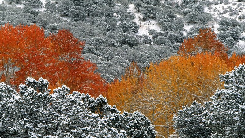Autumn trees under snow