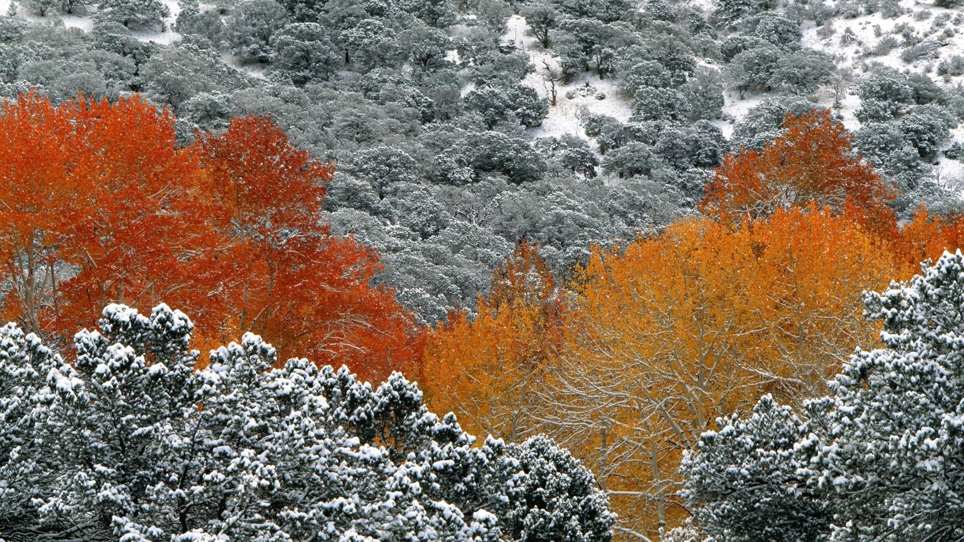 Autumn trees under snow
