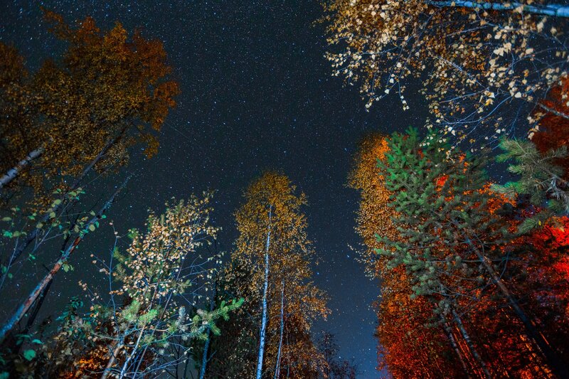 Autumn Trees under Stars