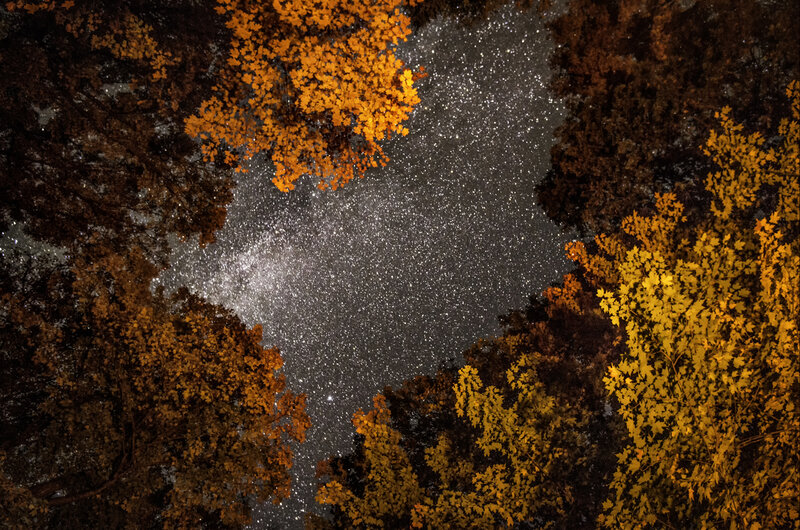 Autumn Trees under Stars — Yellow