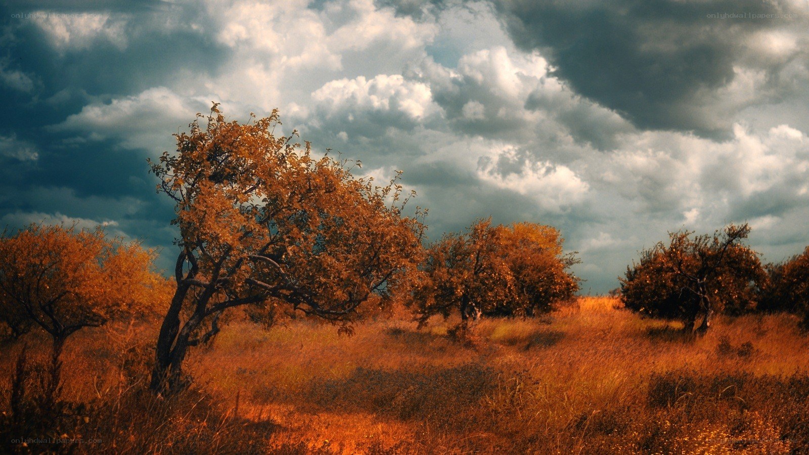 Autumn trees under stormy sky