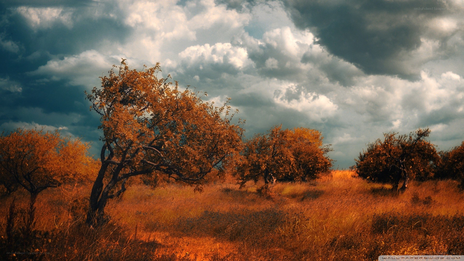 Autumn trees under stormy sky