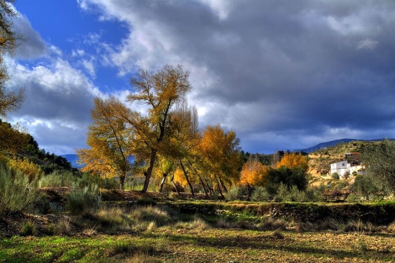 Autumn trees under stormy sky