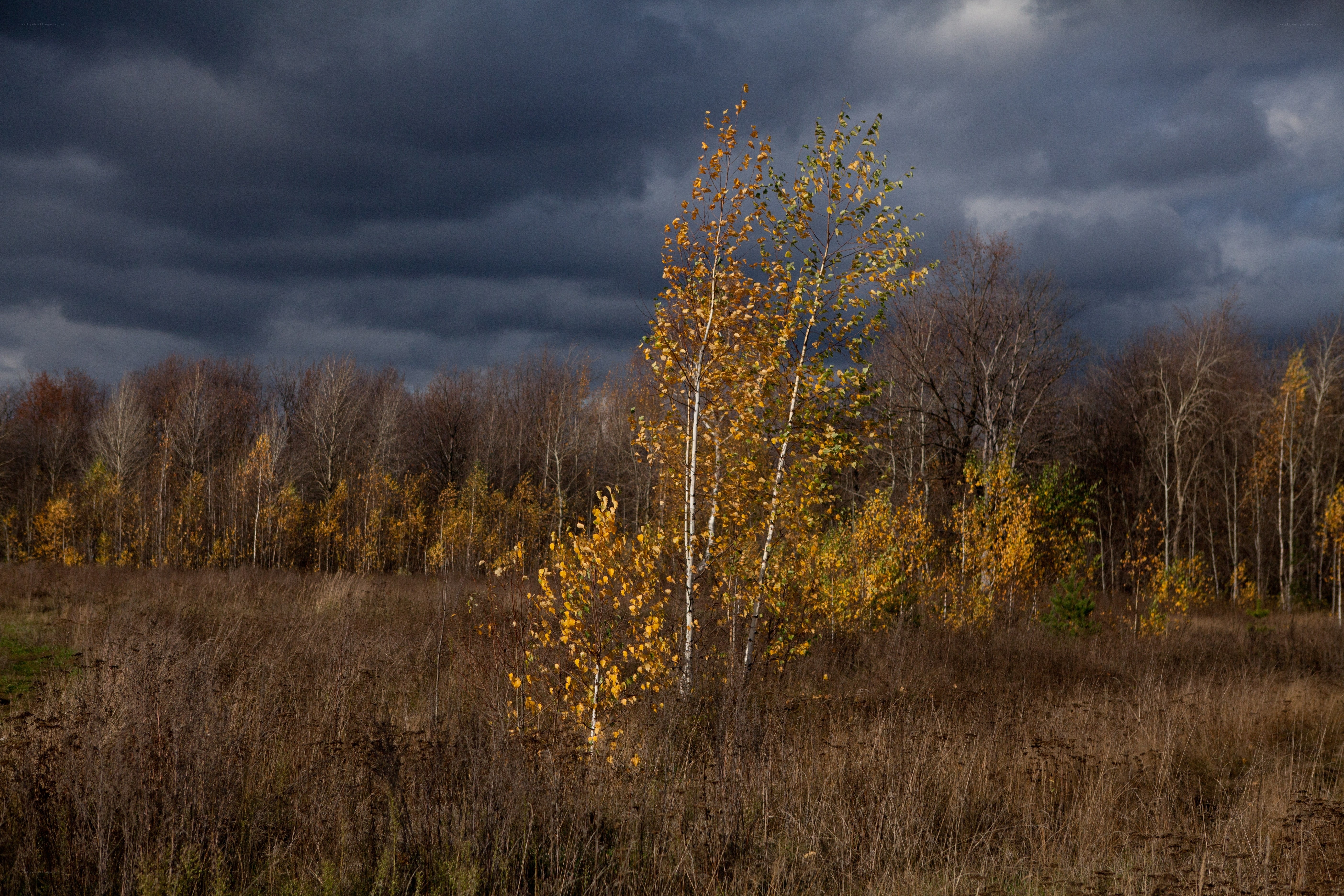 Autumn trees under stormy sky