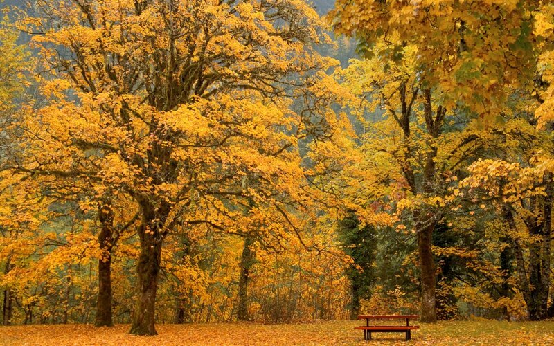 Autumn Trees with Bench — Yellow, Serene, Photograph, Leaves, Forest, Green