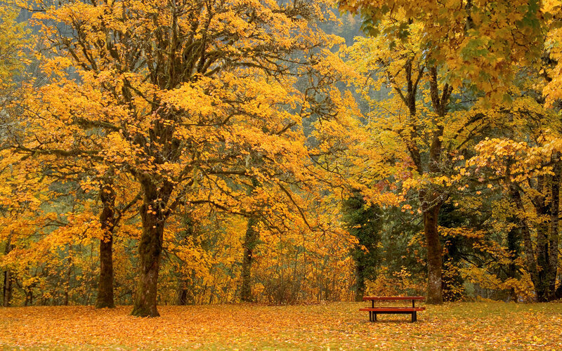 Autumn Trees with Bench — Yellow, Serene, Photograph