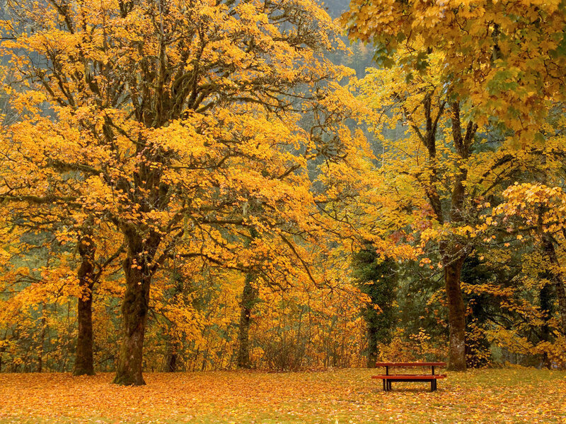 Autumn Trees with Bench — Yellow