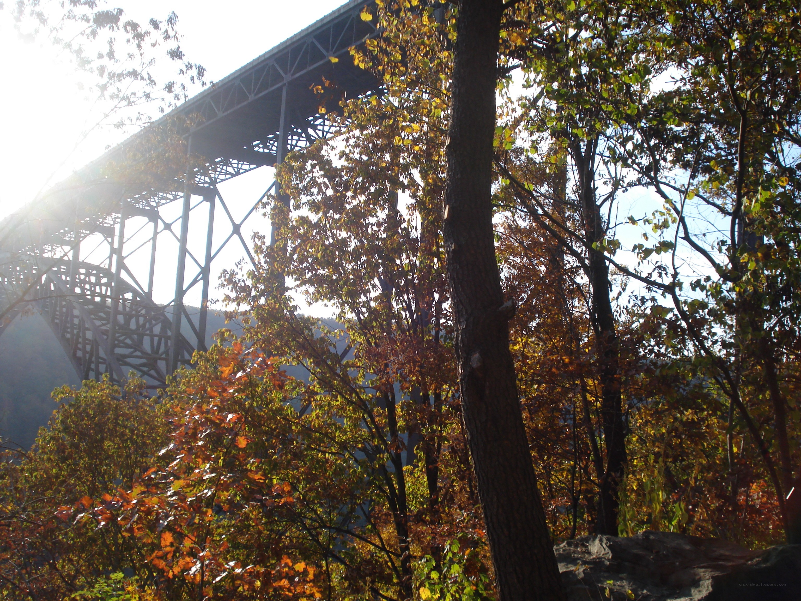Autumn trees with bridge in background