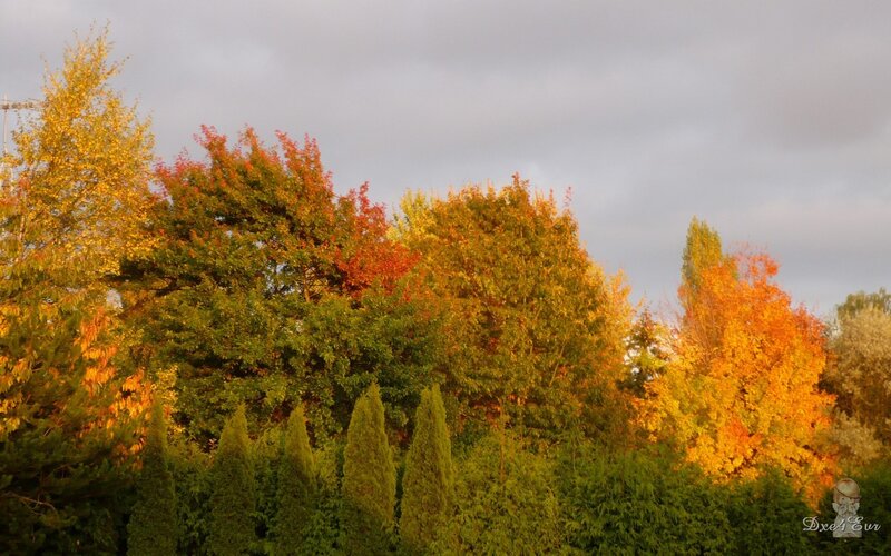 Autumn trees with colorful foliage