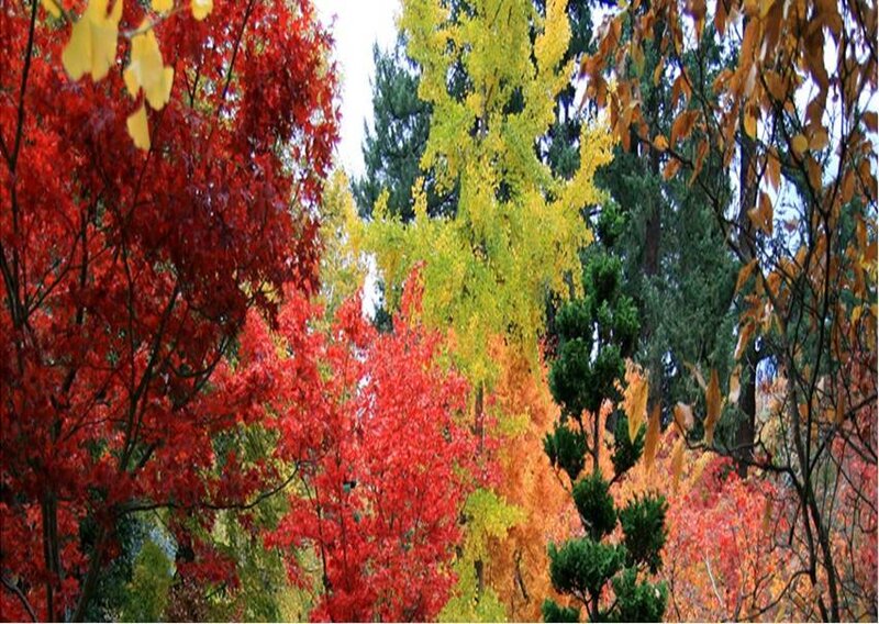 Autumn trees with colorful leaves