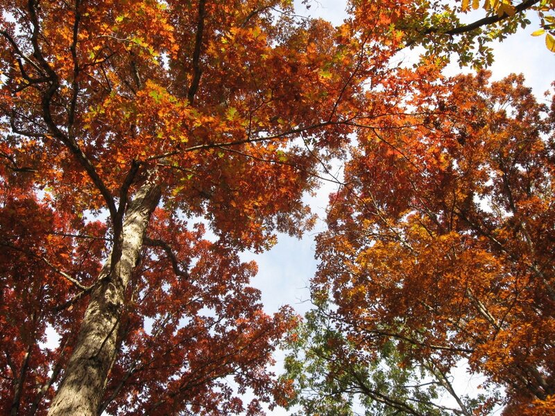 Autumn trees with colorful leaves