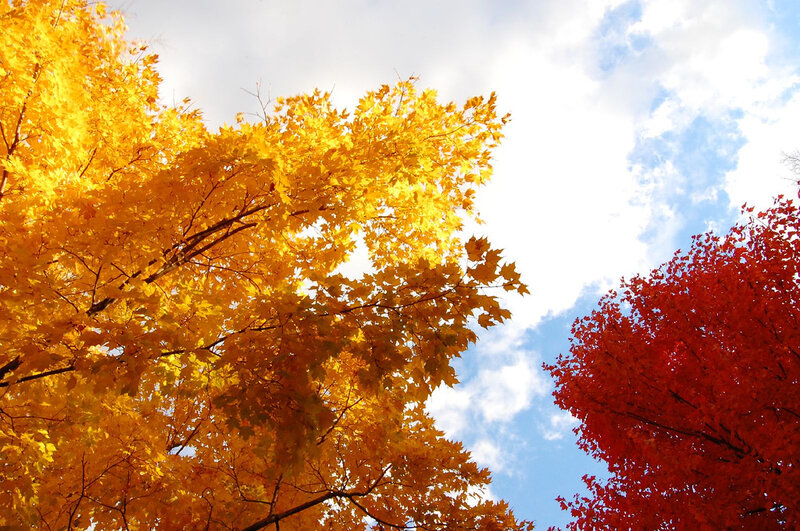 Autumn trees with colorful leaves