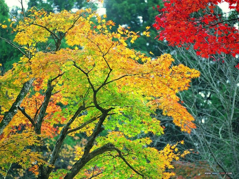 Autumn trees with colorful leaves