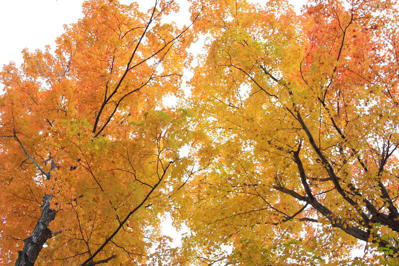 Autumn trees with colorful leaves