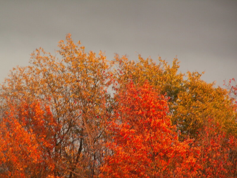 Autumn trees with colorful leaves