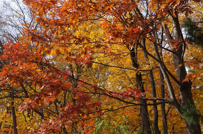 Autumn Trees with Colorful Leaves — Orange, Serene, Photograph, Branches