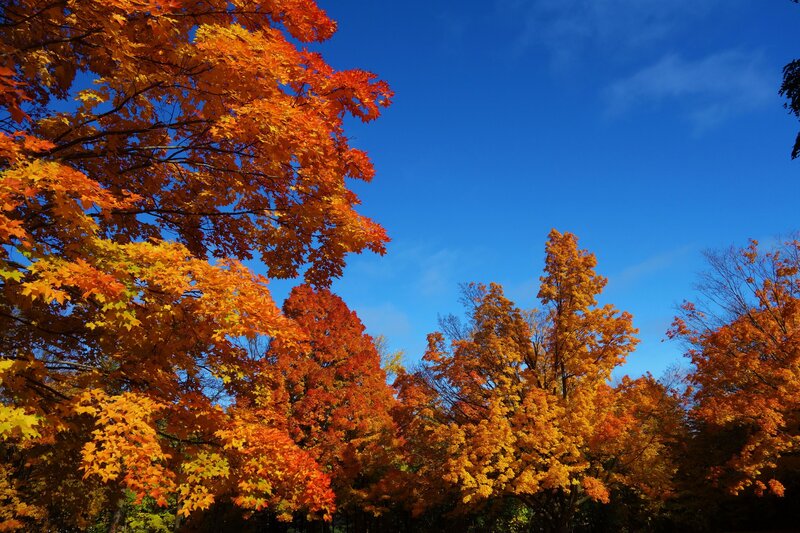 Autumn Trees with Colorful Leaves — Orange, Serene, Photograph, Sky