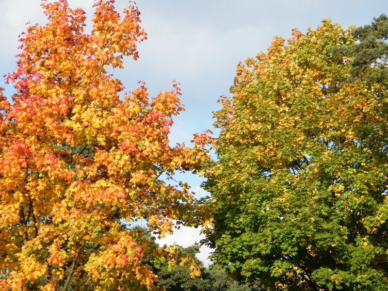 Autumn Trees with Colorful Leaves — Orange, Serene, Photograph
