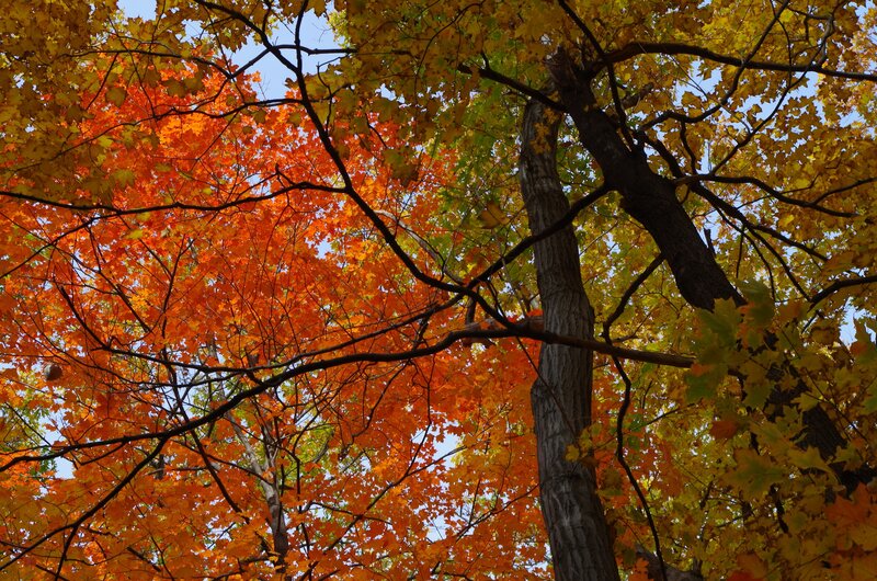 Autumn Trees with Colorful Leaves — Orange, Serene, Photograph, Tree Trunk