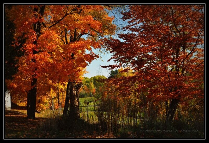 Autumn Trees with Colorful Leaves — Orange, Serene