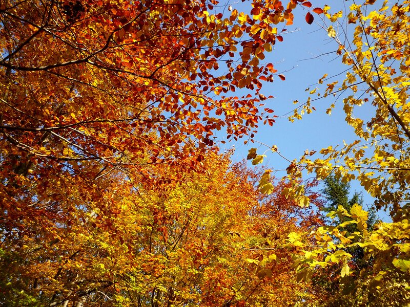 Autumn Trees with Colorful Leaves — Orange