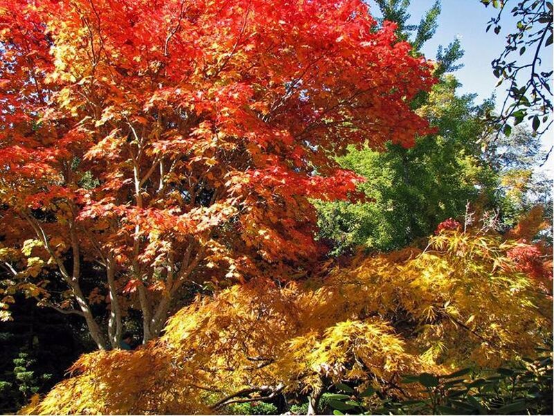 Autumn Trees with Colorful Leaves — Red, Serene